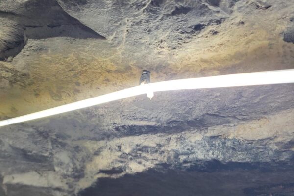 Strip Lighting_Pic 5_2-19-26